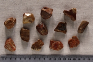 Trommelsteine versteinertes Holz