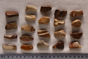 Trommelsteine versteinertes Holz